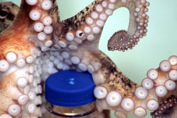 Kraken 18at