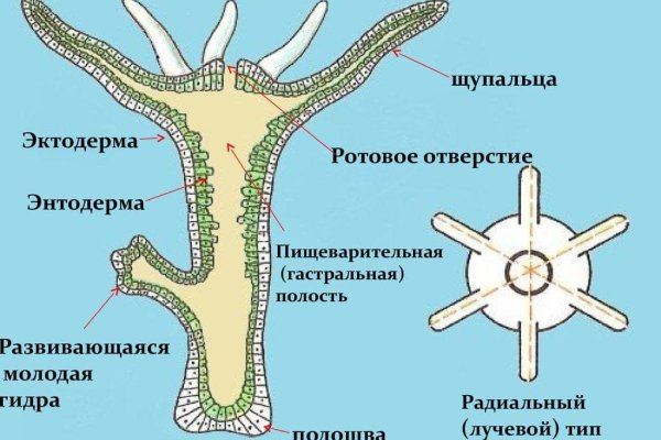 Как зайти на гидру через тор браузер